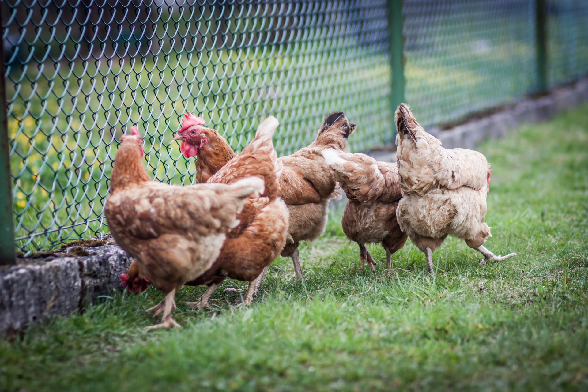 Galline che razzolano liberamente